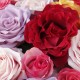 Cousin funéraire de roses multicolores