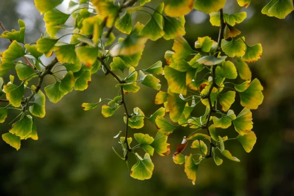 Ginkgo biloba : l&rsquo;arbre millénaire à planter dans votre jardin