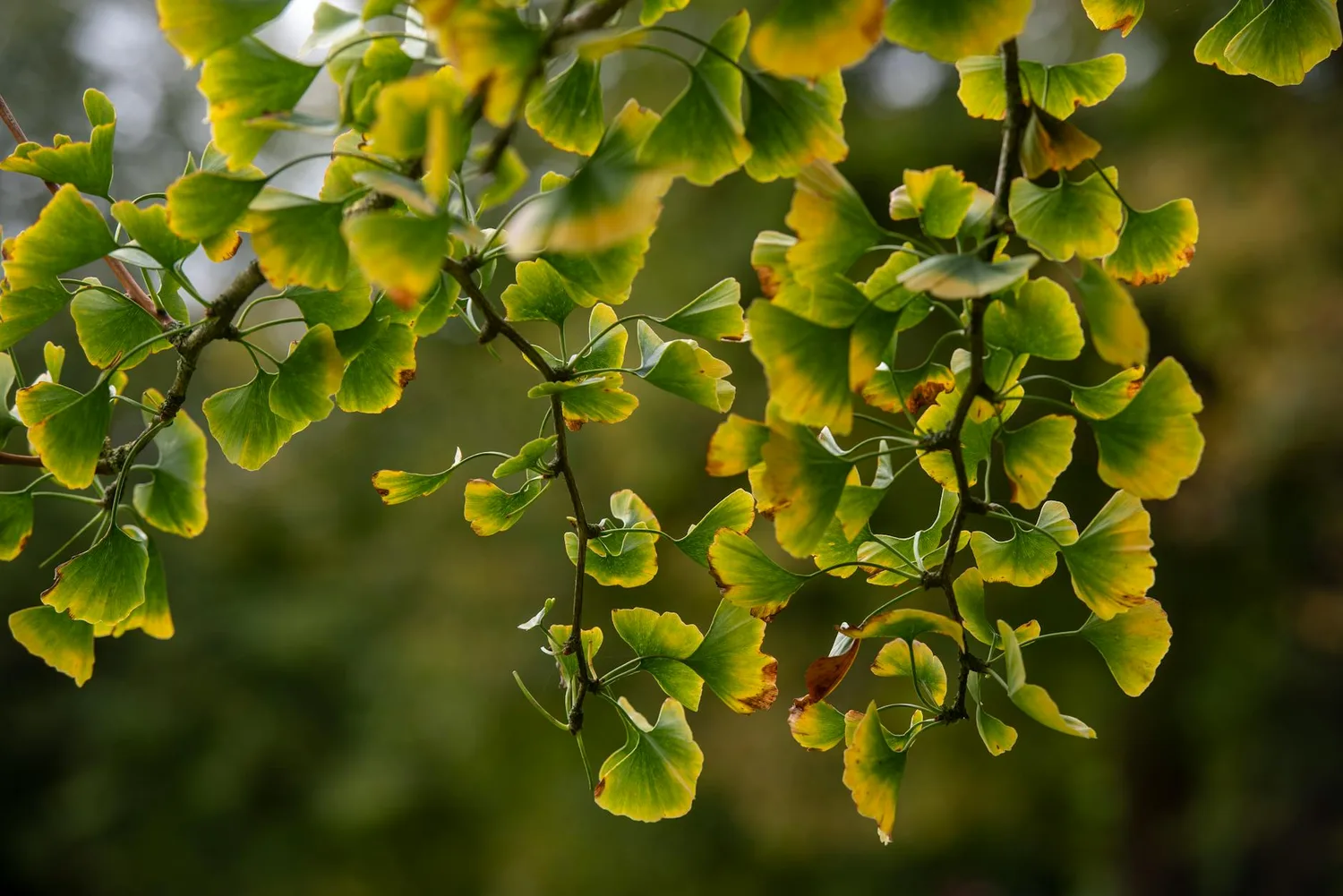 Ginkgo biloba : l&rsquo;arbre millénaire à planter dans votre jardin