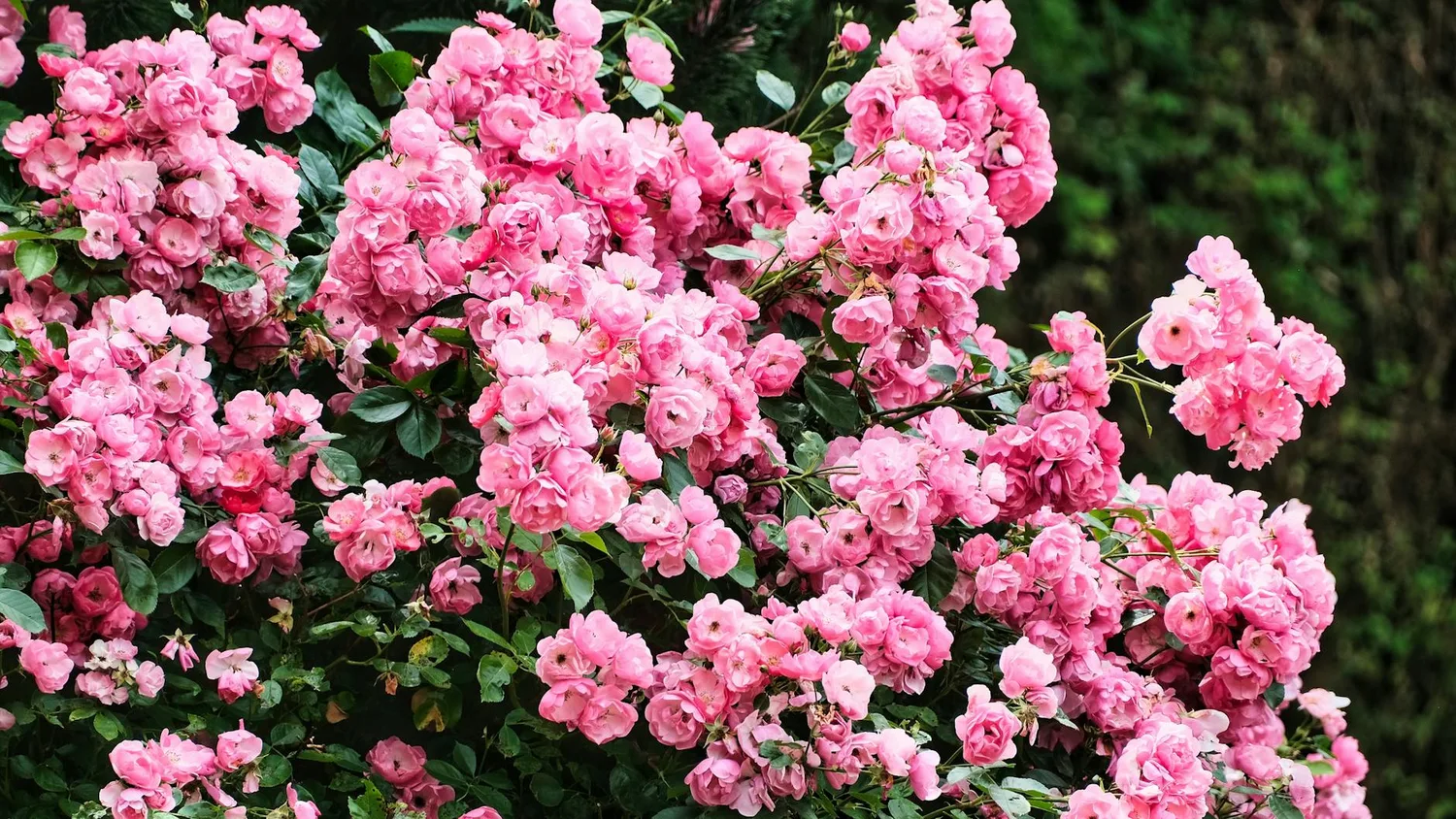 Tailler le laurier rose : le bon moment et les 3 étapes clés