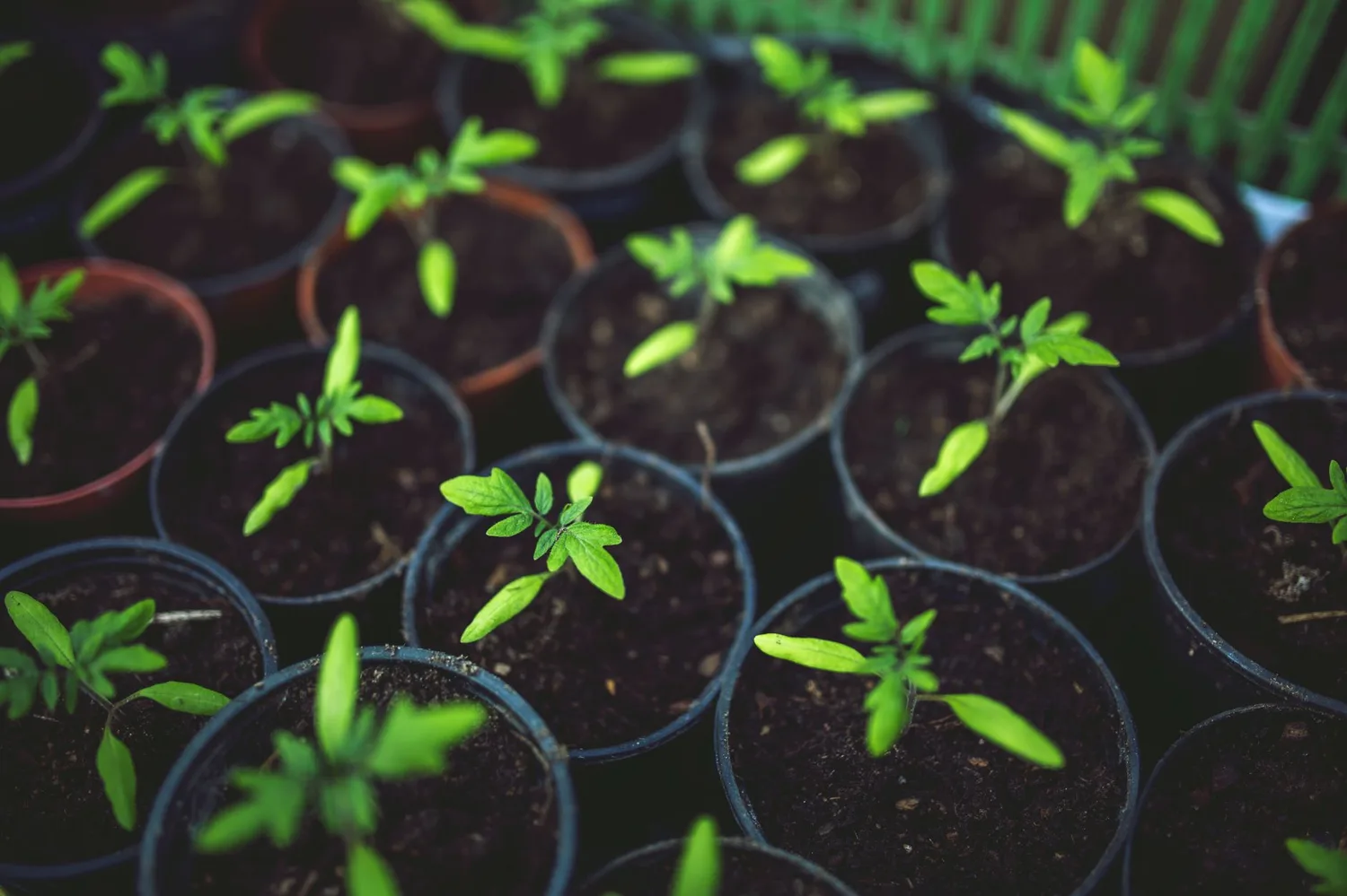 Tomates en pot sur le balcon : réussir sa culture en 5 étapes