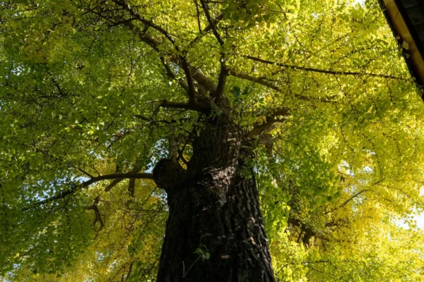 Ginkgo biloba : l&rsquo;arbre fossile vivant à planter dans votre jardin