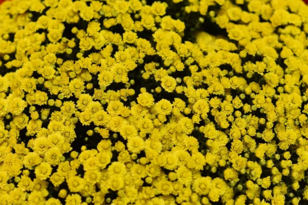 Fleur jaune : signification, symboles et usages selon les occasions