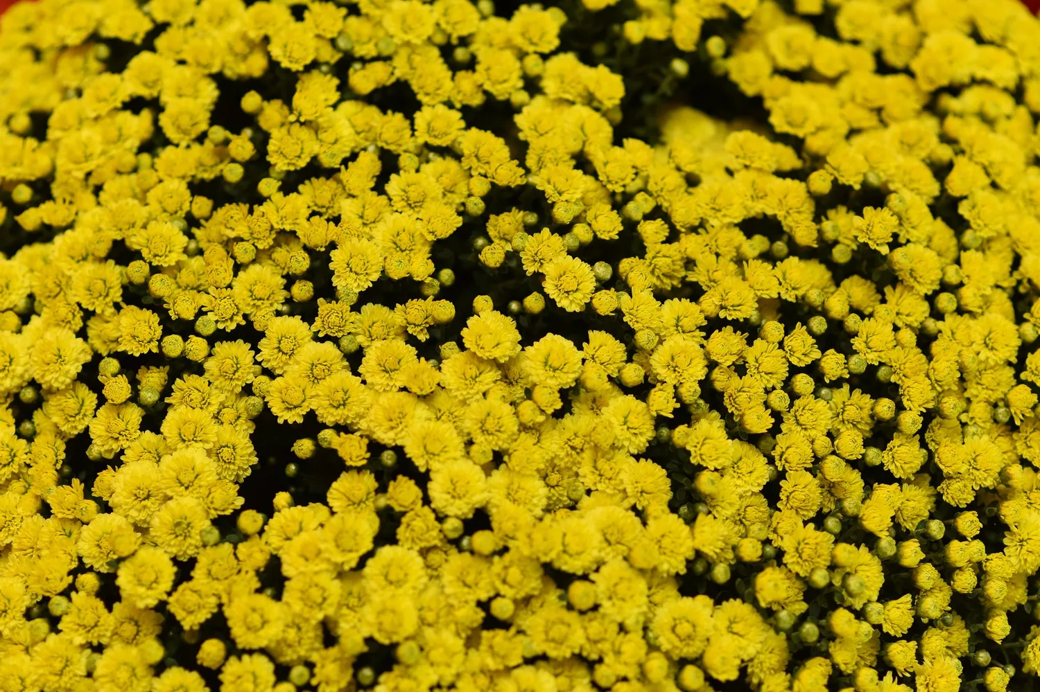 Fleur jaune : signification, symboles et usages selon les occasions