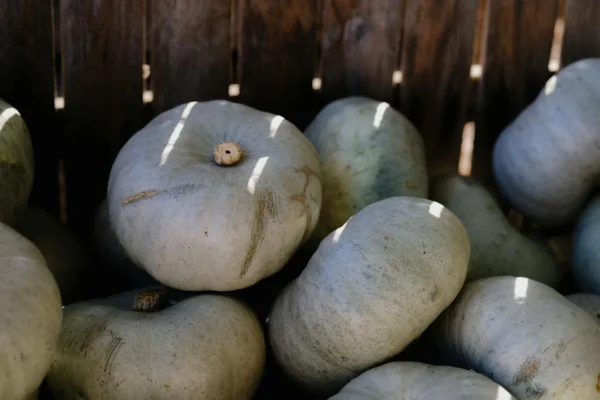 Courge bleue de Hongrie : culture, récolte et astuces jardin